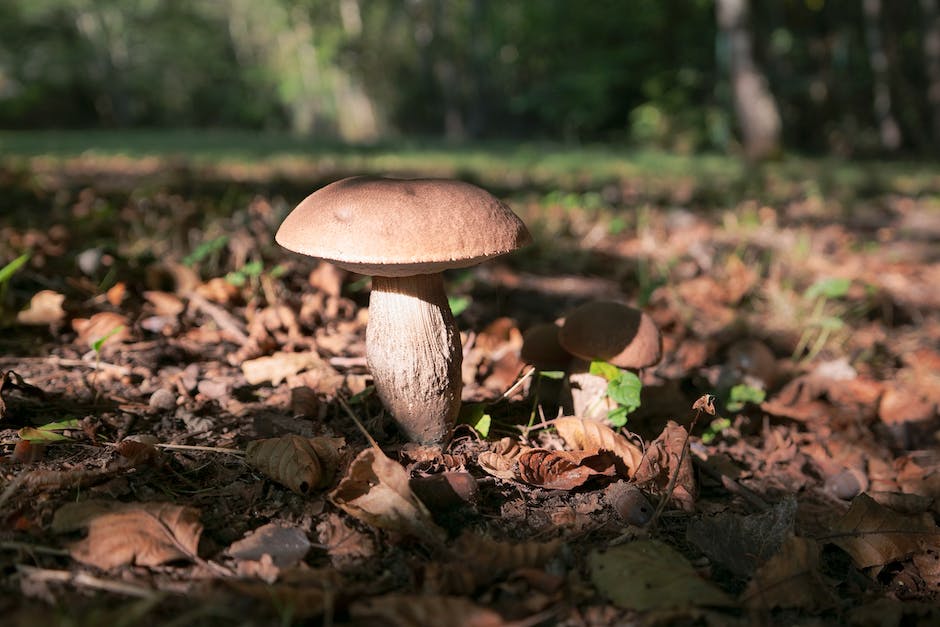 wie lange pilze im ofen trocknen_2