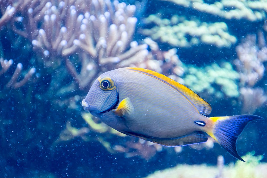 wie lange braucht aquarium silikon zum trocknen_2