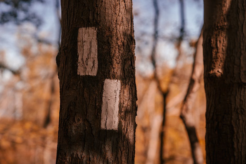 wie lange sollte holz trocknen_1