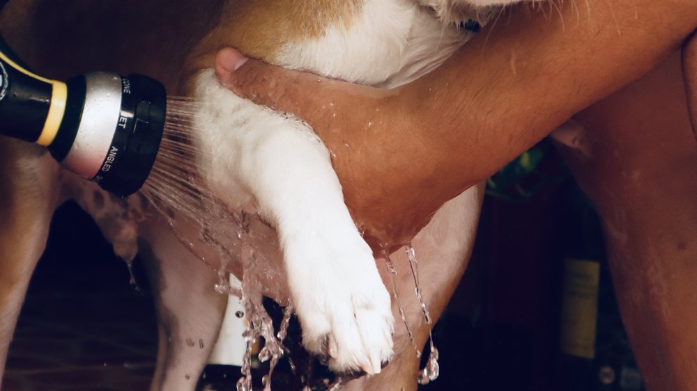 hunde mit kernseife waschen