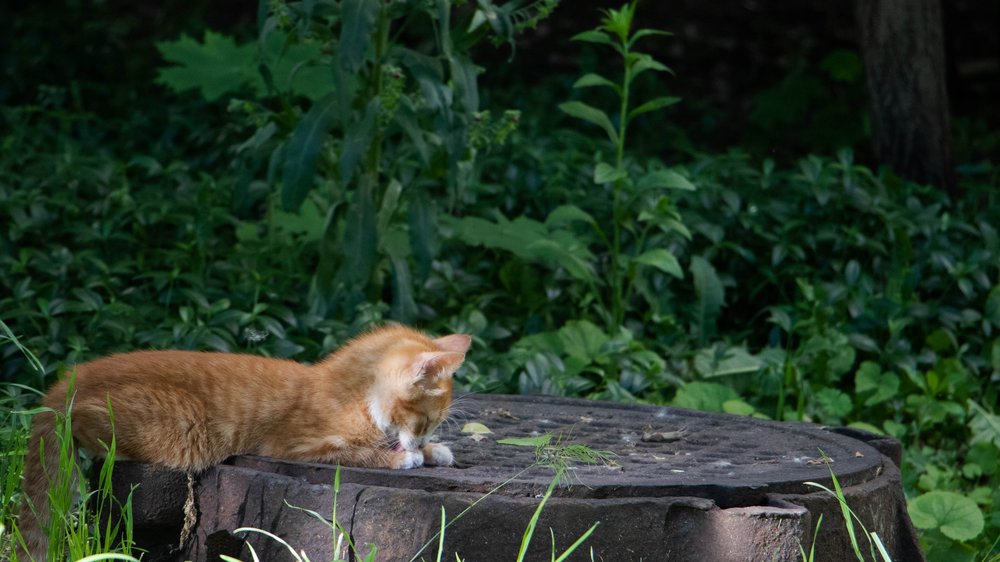 katze waschen womit