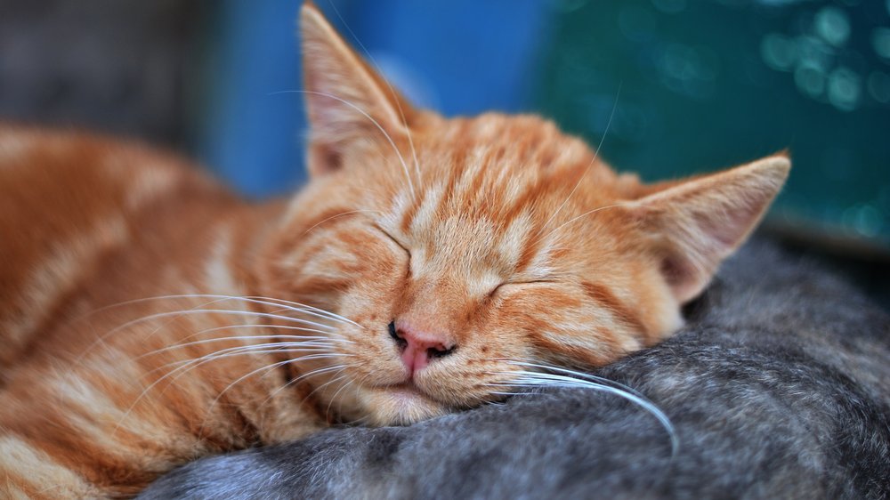 katzenhaare beim waschen entfernen hausmittel