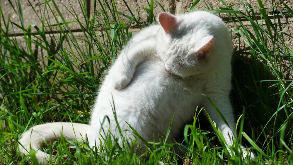 wie oft matratzenschoner waschen